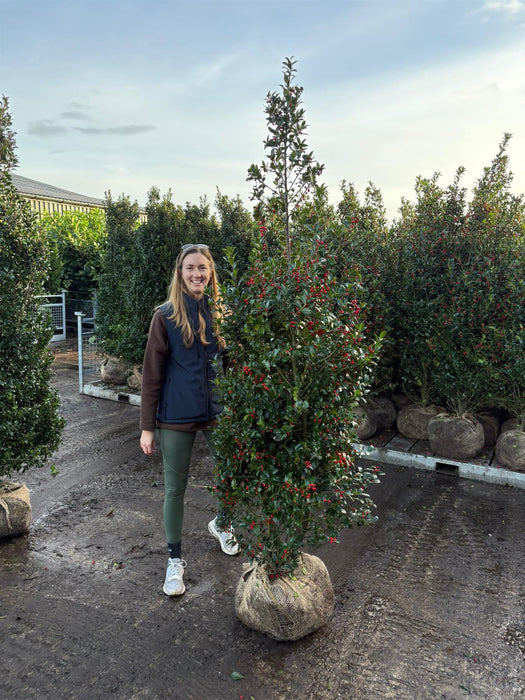 Ilex Mes Blue Maid 175/200cm Root Ball