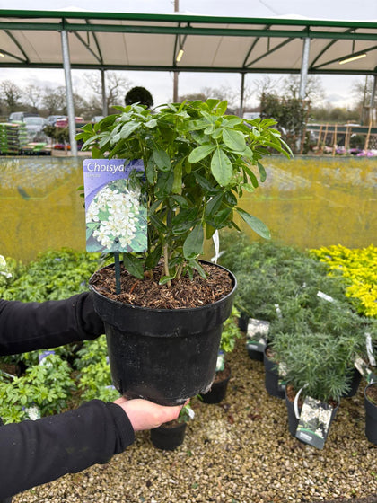 Choisya Ternata 5 Litre Pot Grown