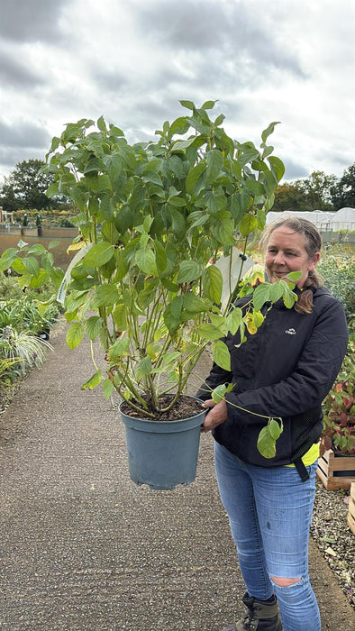Cornus stol. Flaviramea 10 Litre Pot