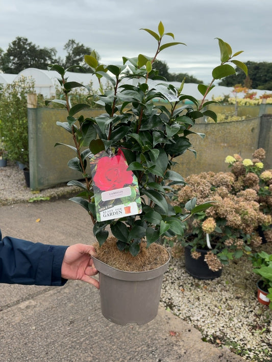 Camellia Japonica Tom Knudsen 3 Litre Pot
