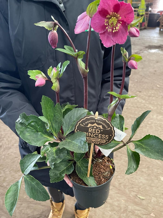 Helleborus Orientalis Mix 14cm Pot