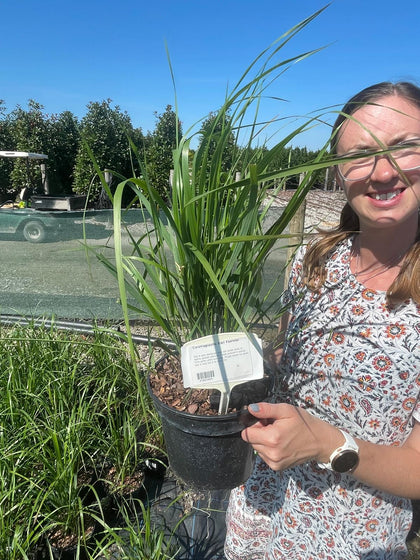 Calamagrostis Karl Foerster 3 Litre Pot