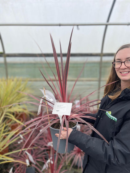 Cordyline Charlie Boy 4.5 Litre Pot