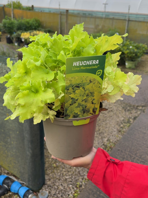 Heuchera Lime Marmalade 2 Litre Pot