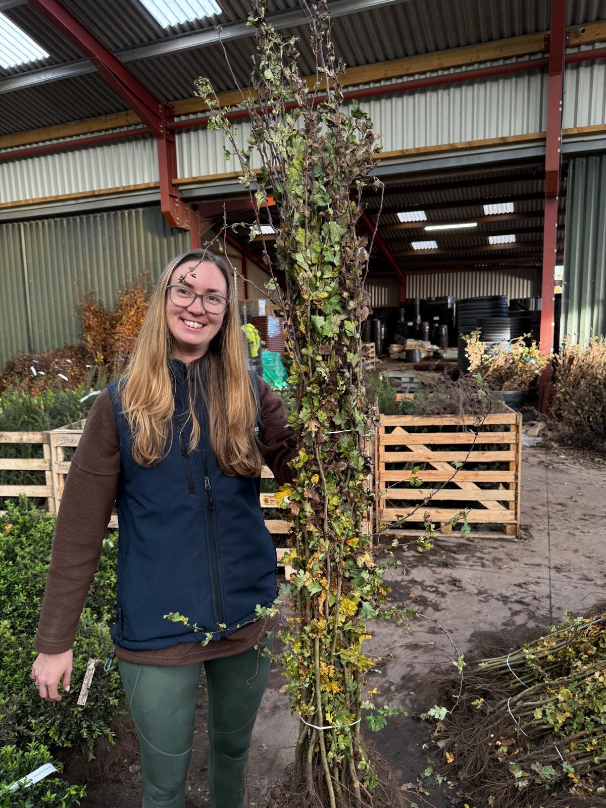Big Deal Hawthorn Hedging Bare Root 100/125cm x 500 Delivery from November