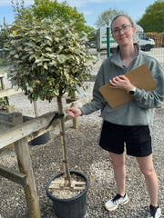 Elaeagnus x Vivileg Half Standard 25 Litre Pot 60/70cm Head