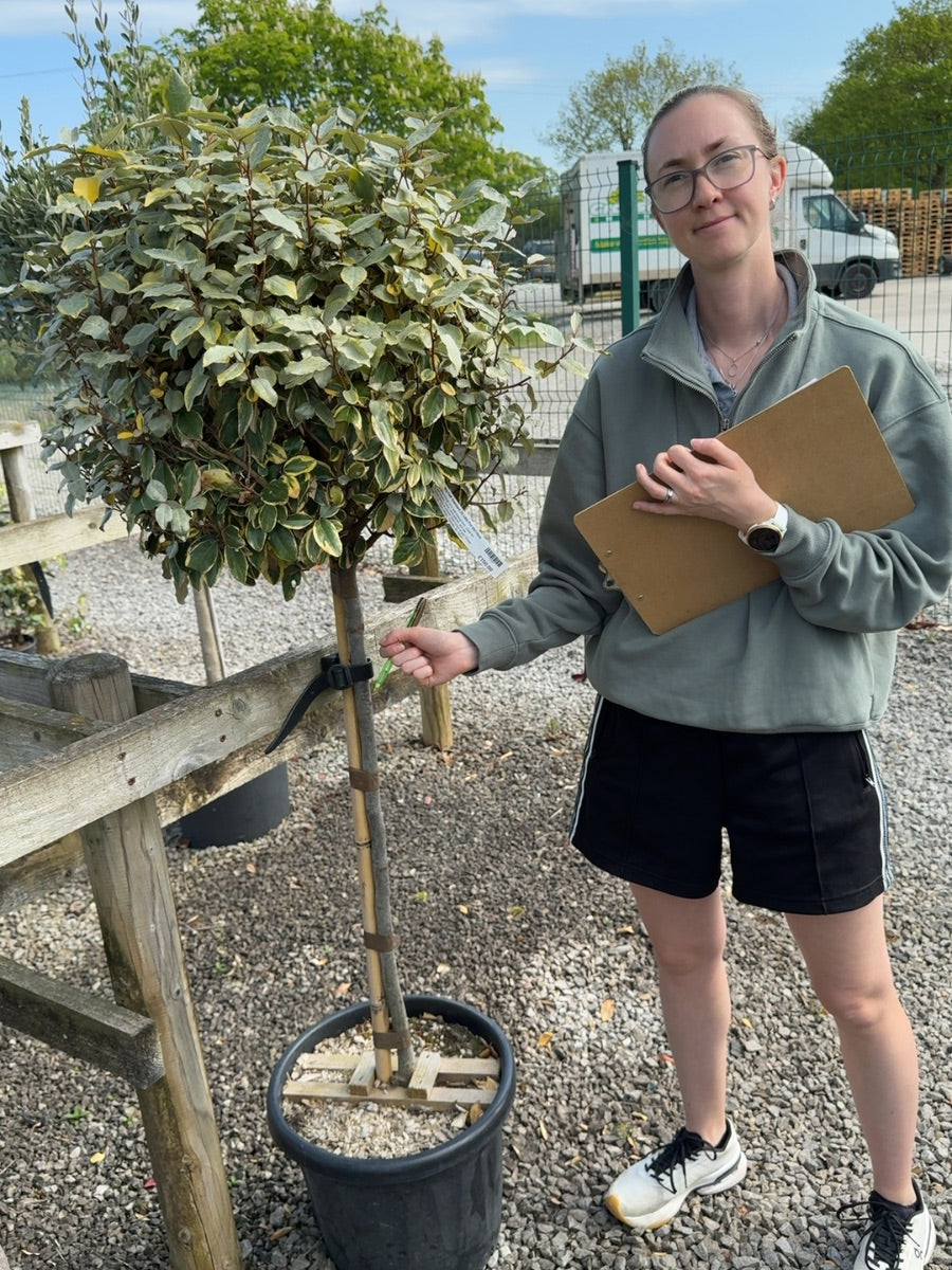 Elaeagnus x Vivileg Half Standard 25 Litre Pot 60/70cm Head
