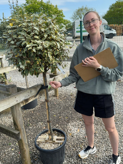 Elaeagnus x Vivileg Half Standard 25 Litre Pot 60/70cm Head