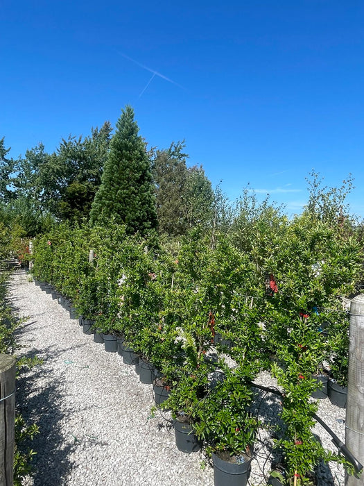 Pyracantha Red Sapphire 10 Litre Pot 120/140cm