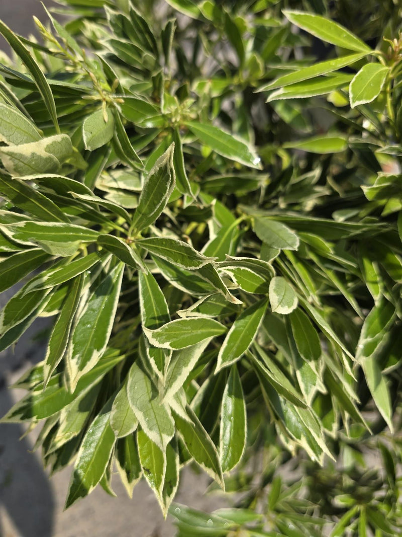 Pieris Japonica Flaming Silver 20 Litre Pot 80-100cm Tall