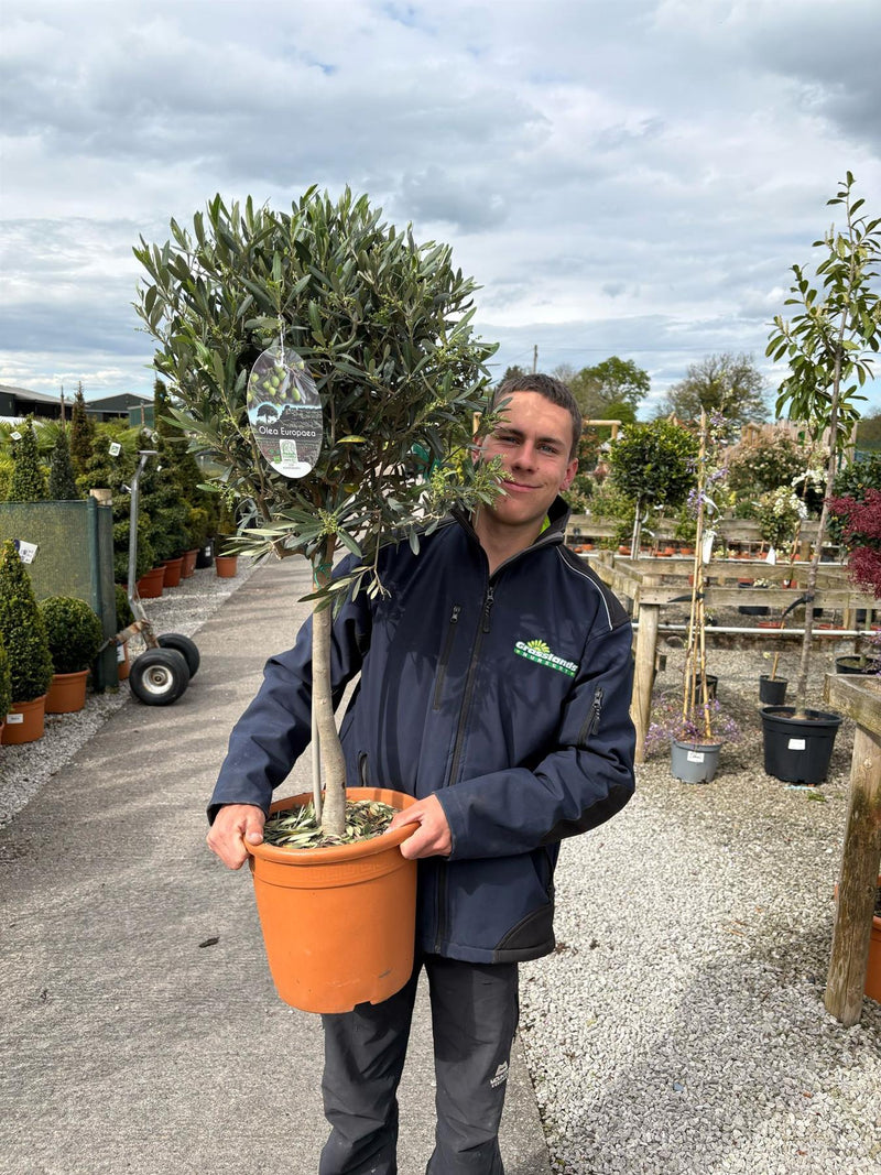 Olea Europea - Olive 1/4 Standard 26cm Pot 50cm Stem