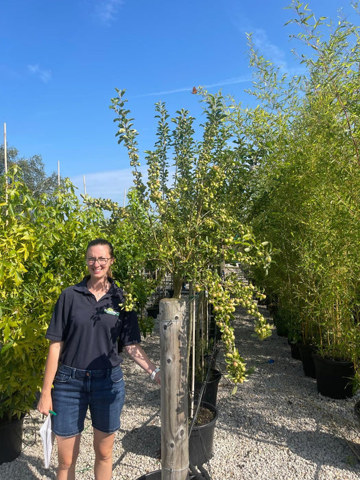 Malus Yellow Siberian Half Standard 15 Litre Pot