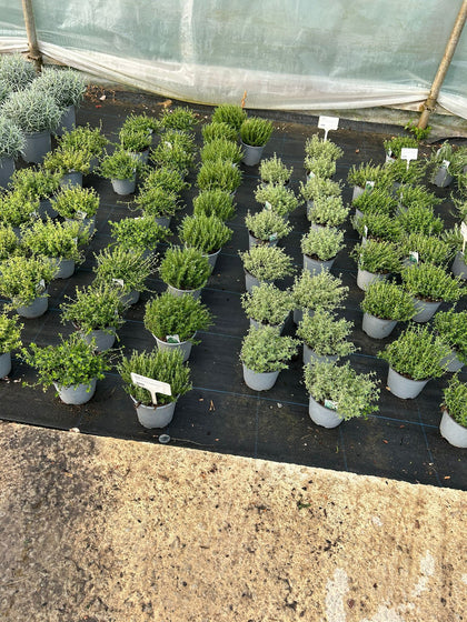 Thymus Mix 14cm Pot