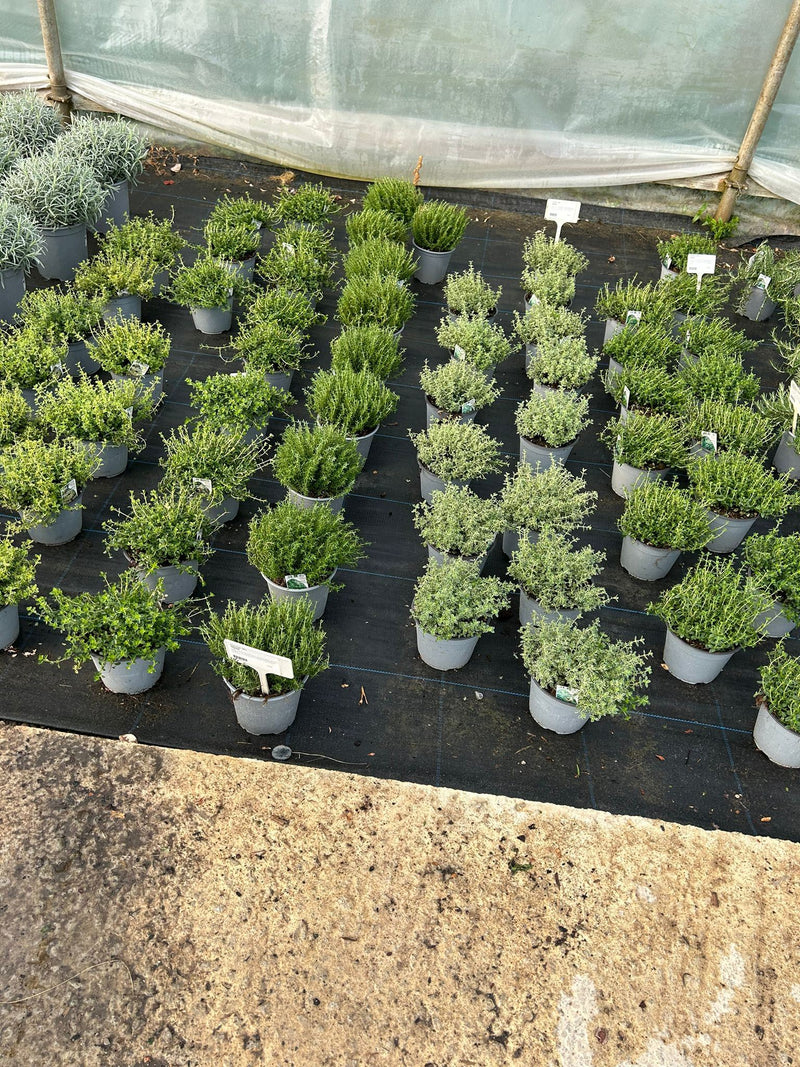 Thymus Mix 14cm Pot