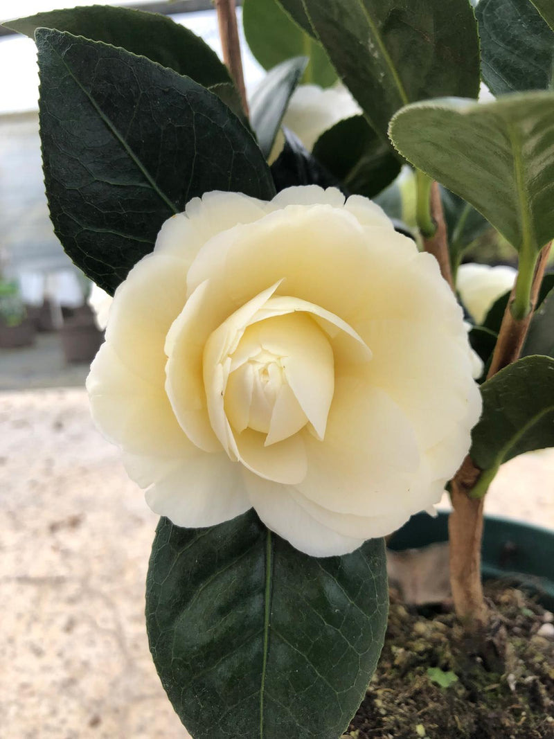 Camellia Japonica Dahlonega 7.5 Litre Pot