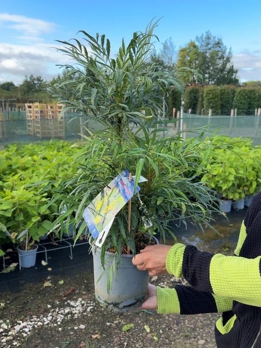 Mahonia eury. Sweet Winter 4.5 Litre Pot