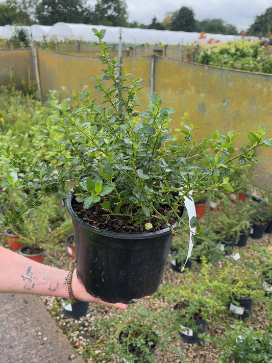 Ceanothus Repens 5 Litre Pot