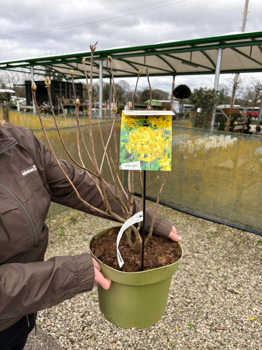 Azalea Knaphil Harvest Moon 10 Litre Pot