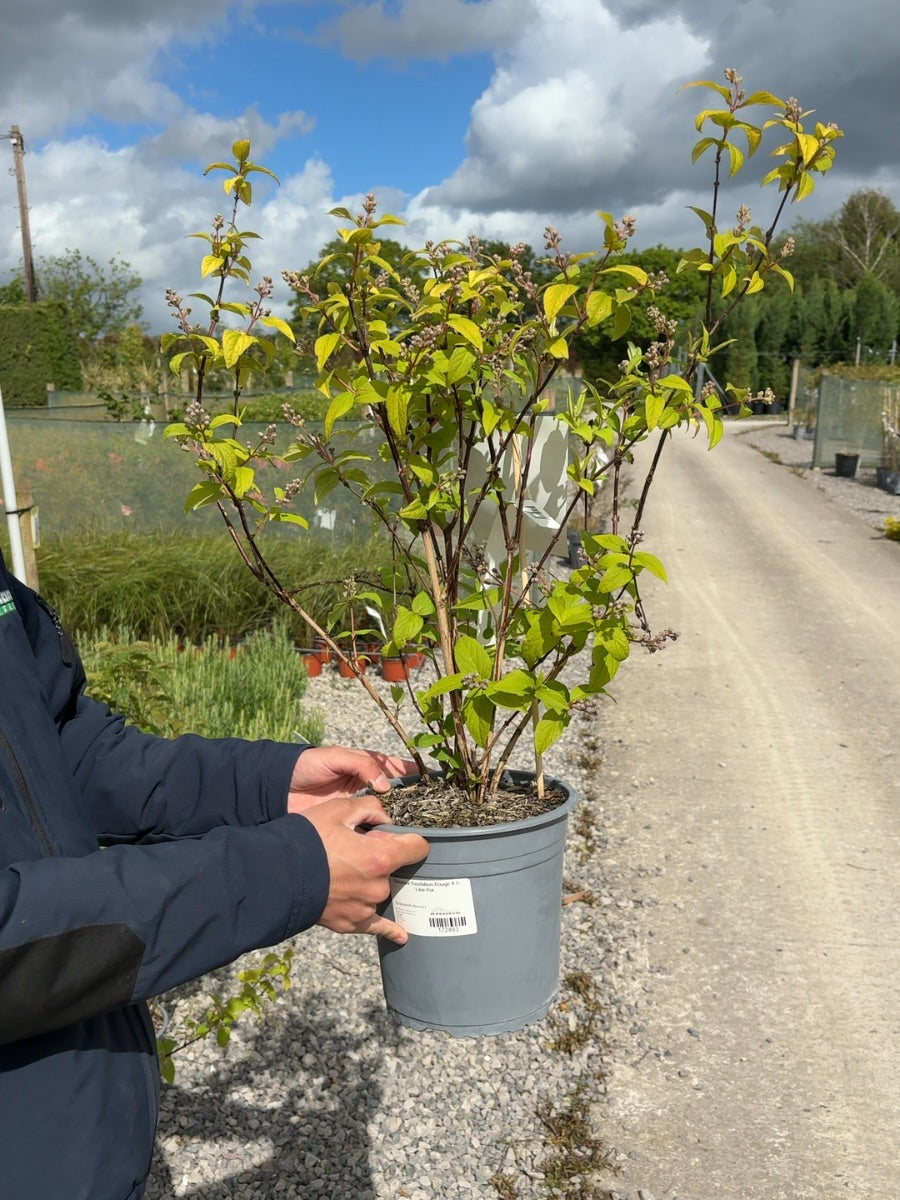 Deutzia Tourbillion Rouge 4.5 Litre Pot
