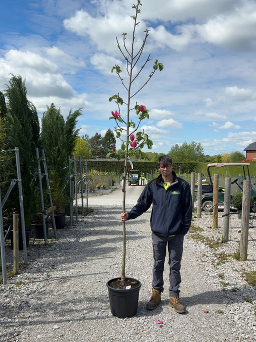 Magnolia Rose Marie Tree 8/10cm Girth Pre Order/Ready For June