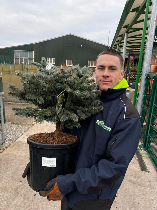 Picea Pungens Glauca Globosa 18 Litre Pot