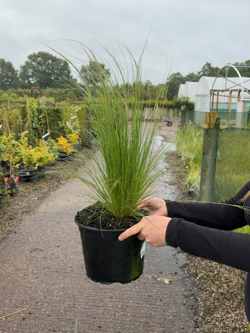 Stipa Tenuissima Pony Tails 5 Litre Pot