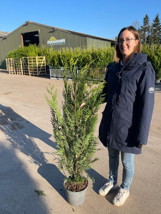 Thuja plicata Atrovirens 7 Litre Pot 110/125cm