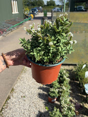 Hebe Albicans 2 Litre Pot