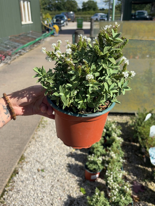 Hebe Albicans 2 Litre Pot