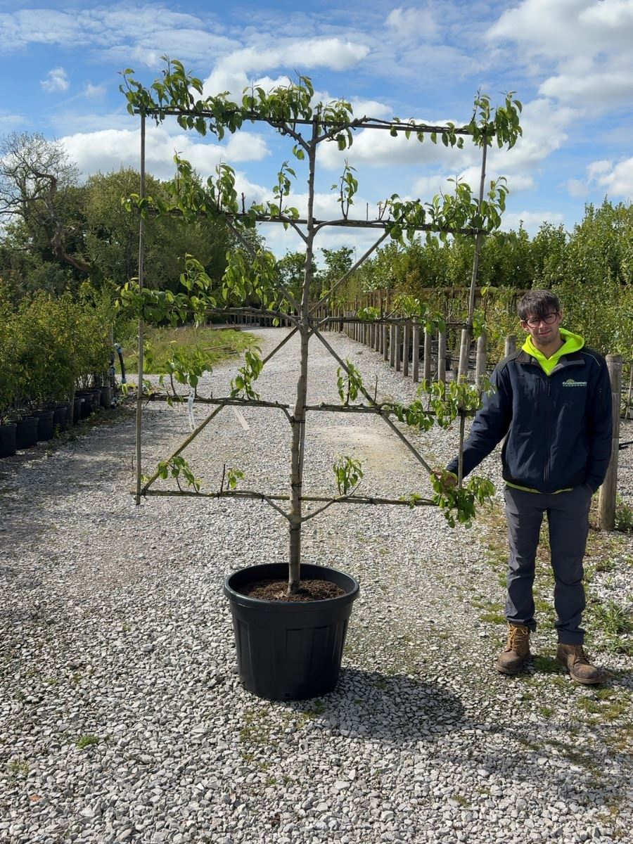 Pear Conference Espalier 150cm Wide, 180cm Tall 5 Tiers