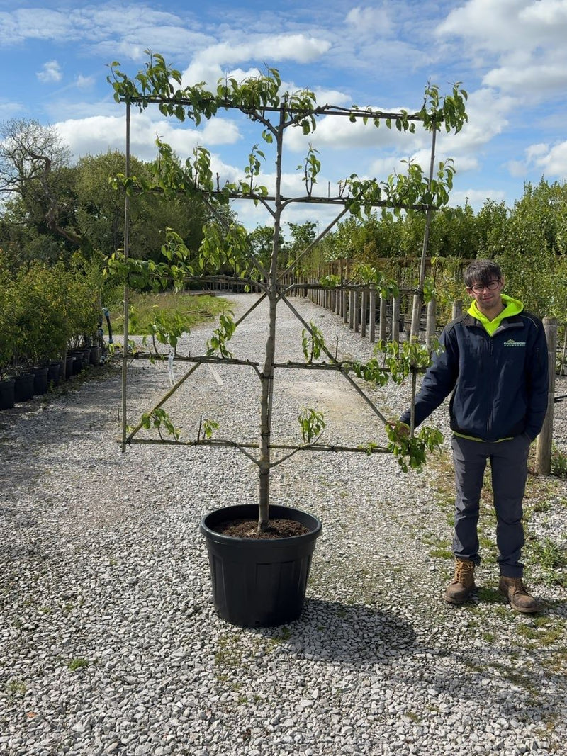 Pear Conference Espalier 150cm Wide, 180cm Tall 5 Tiers