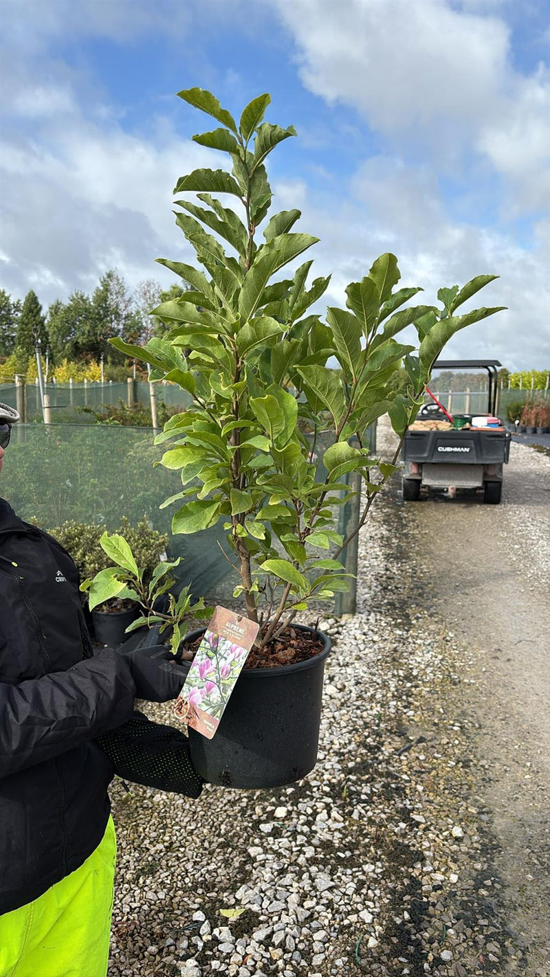 Magnolia Susan 7.5 Litre Pot