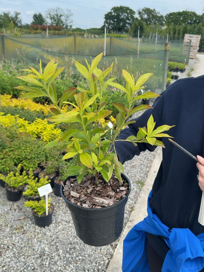 Azalea mollis 'Whitethroat' - Deciduous Azalea 3 Litre Pot