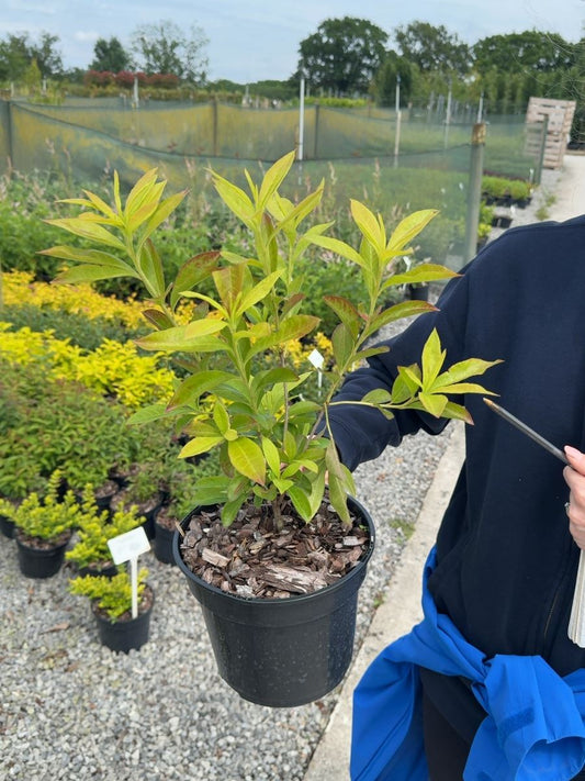 Azalea mollis 'Whitethroat' - Deciduous Azalea 3 Litre Pot
