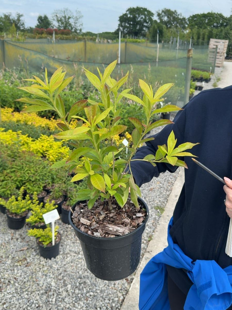 Azalea mollis 'Whitethroat' - Deciduous Azalea 3 Litre Pot