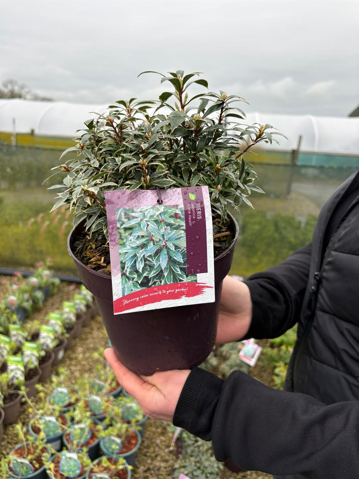 Pieris Japonica Little Heath 2 Litre Pot