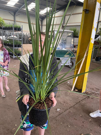 Cordyline Australis 3 Litre Pot