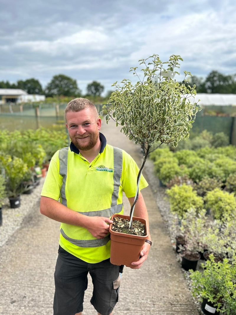 Pittosporum Tenuifolium Variegatum 5 Litre 1/4 Standard