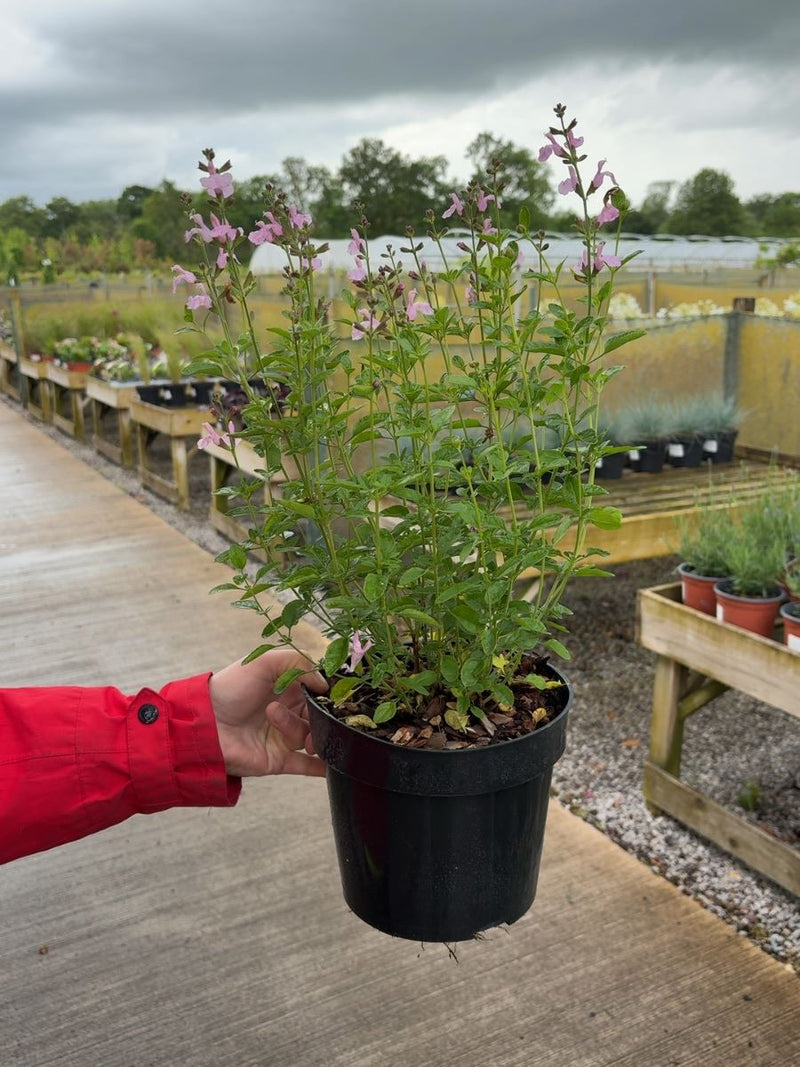 Salvia jamensis 'Magical Orinoco' - Autumn Sage 3 Litre Pot