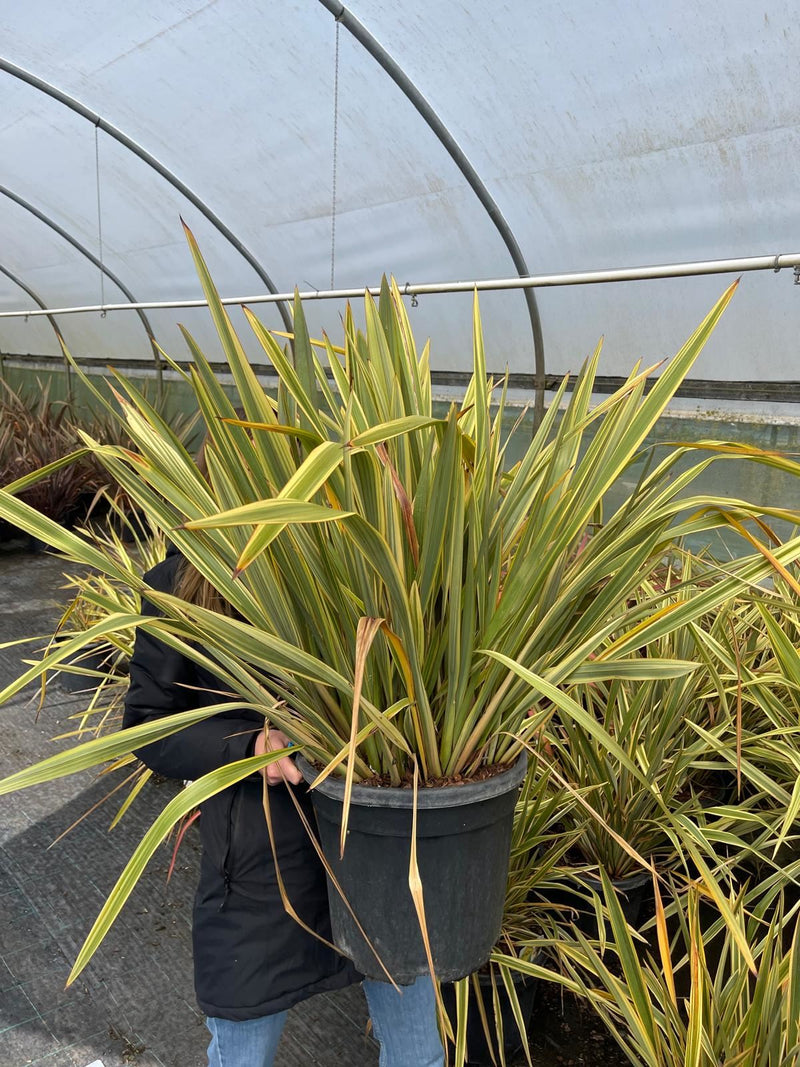 Phormium Wings of Gold 20 Litre Pot