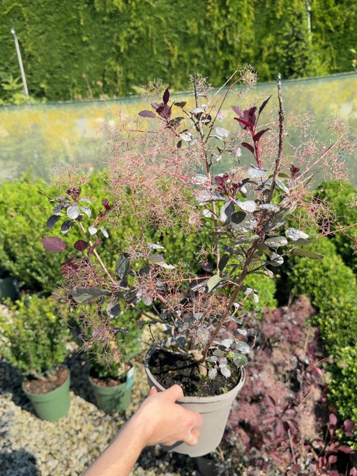 Cotinus cog. Dusky Maiden 2 Litre Pot