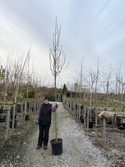Pear Conference 10/12cm Girth Pot Grown Delivery From November Onwards