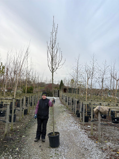 Pear Conference 10/12cm Girth Pot Grown