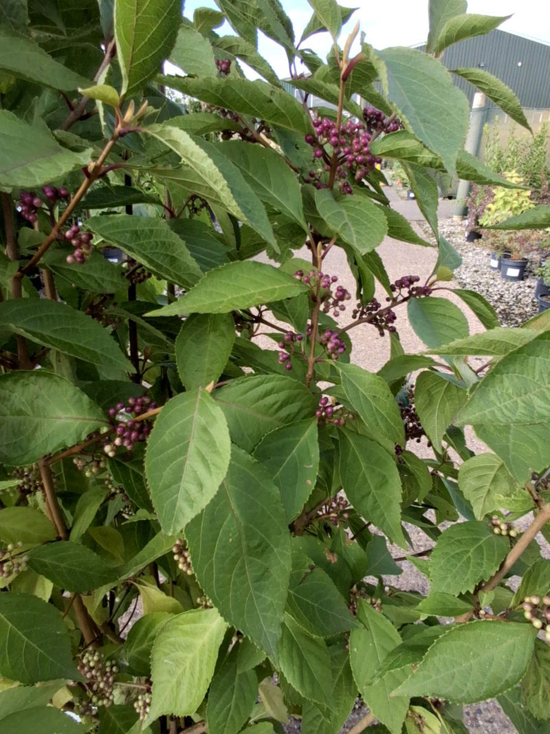 Callicarpa bod. Magical Deep Purple 20 Litre 100/125cm