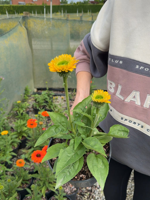Echinacea 'Sunseekers Golden Sun' - Golden Coneflower 3 Litre Pot
