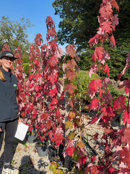 Acer freemanii Jeffer's Red 5 Litre Pot