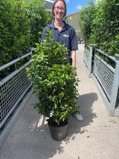 Portuguese Laurel Hedging 10 Litre Pot 100/125cm