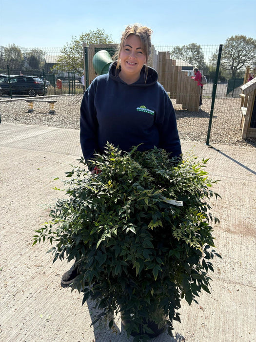 Nandina Gulf Stream 20 Litre Pot