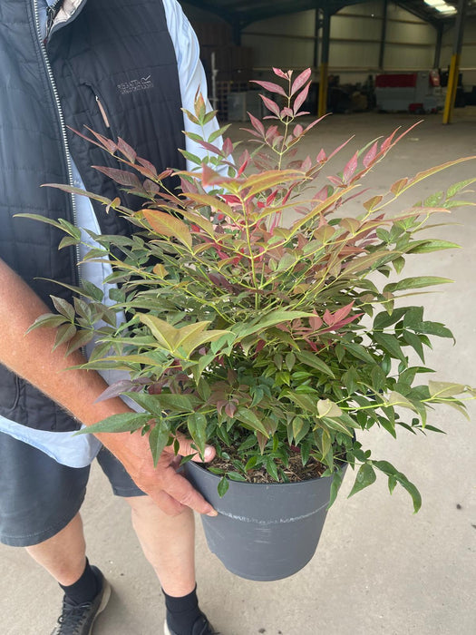 Nandina Domestica Obsessed 10 Litre Pot