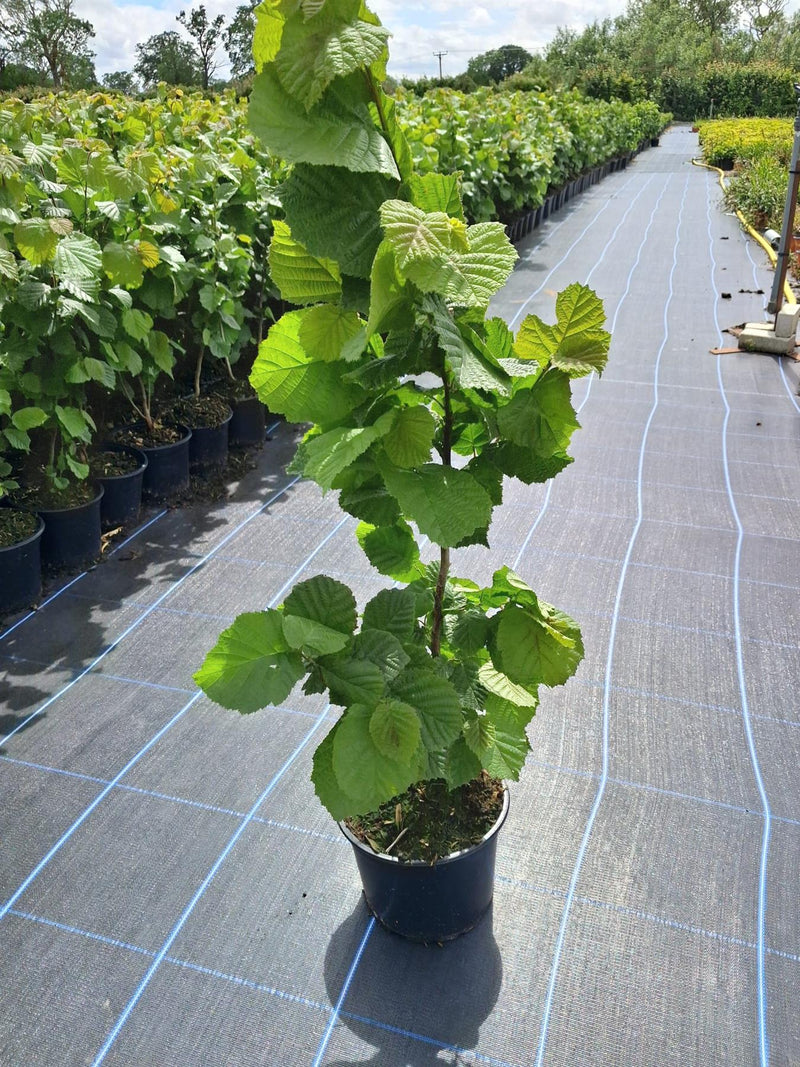 Hazel Hedging 2 Litre Pot 60-80cm Ready July